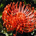 Protea