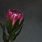 Protea