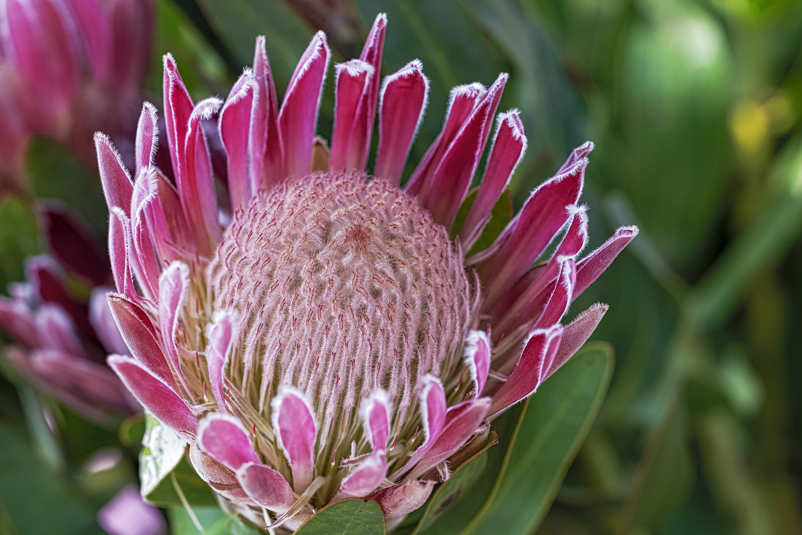 Protea