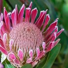 Protea