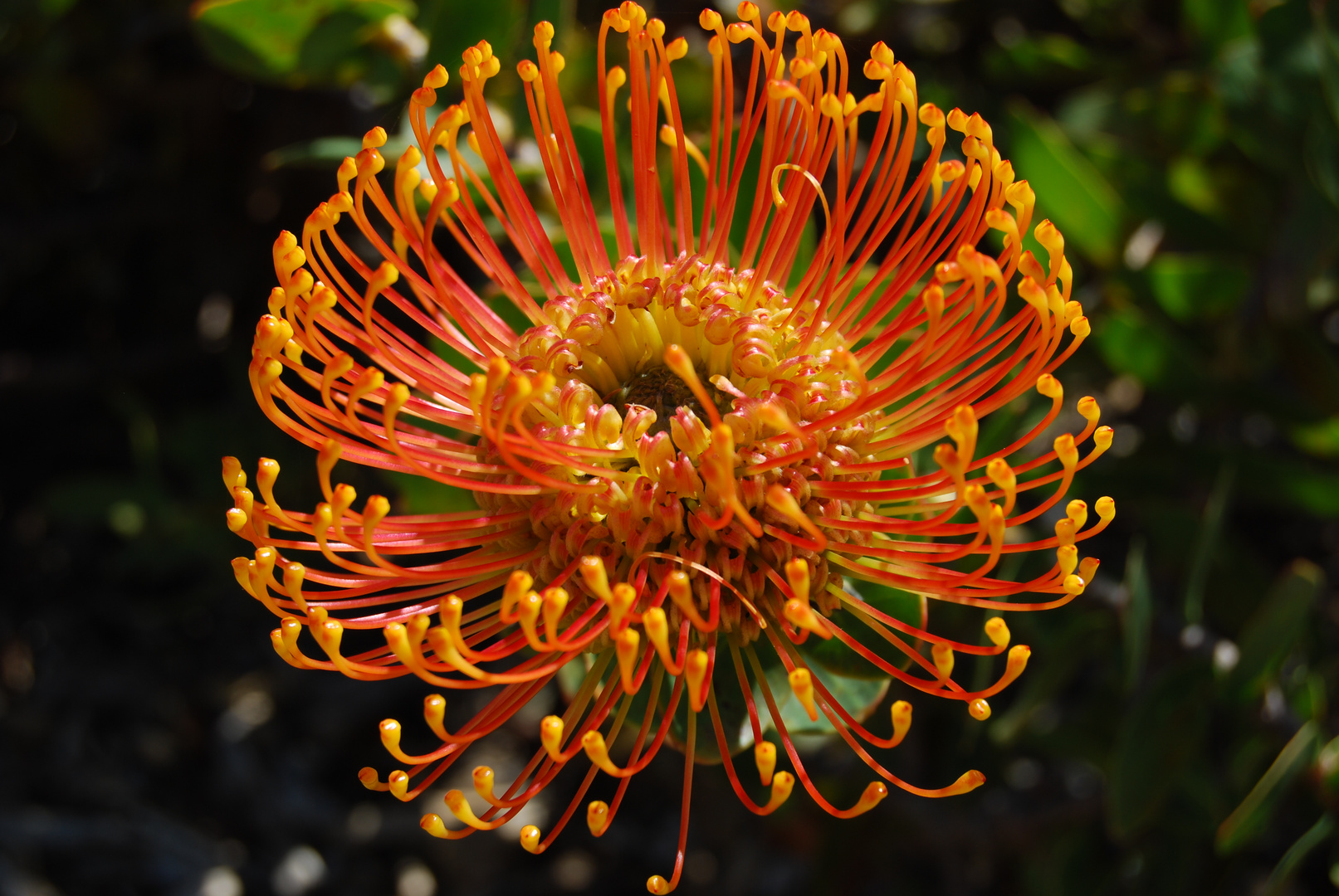 Protea