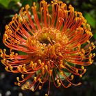 Protea