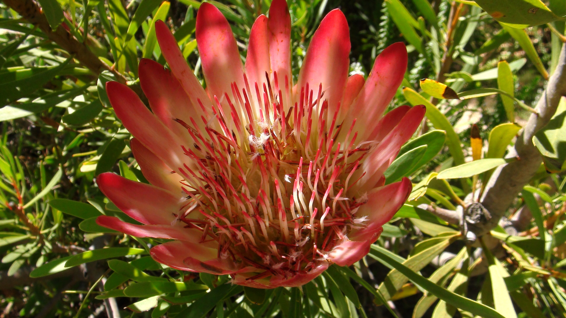 Protea