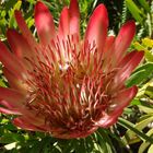 Protea