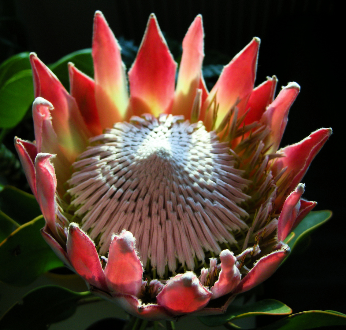 Protea