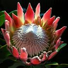 Protea