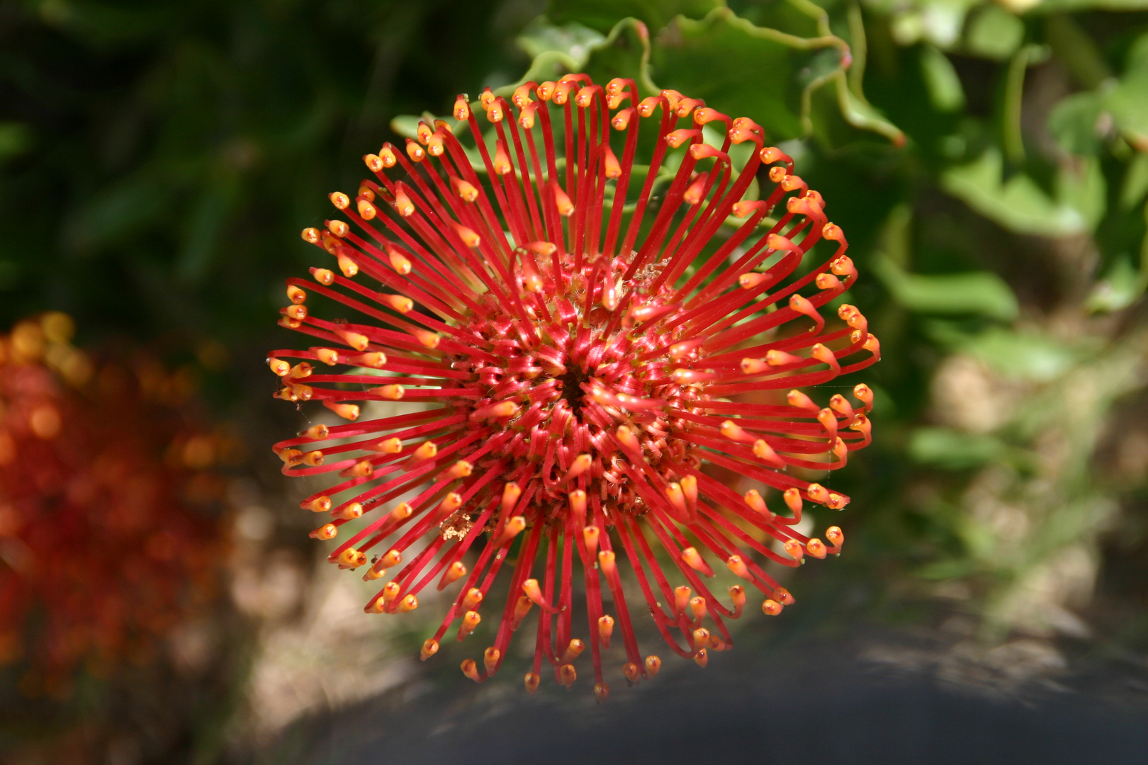 Protea