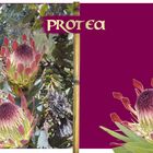 Protea