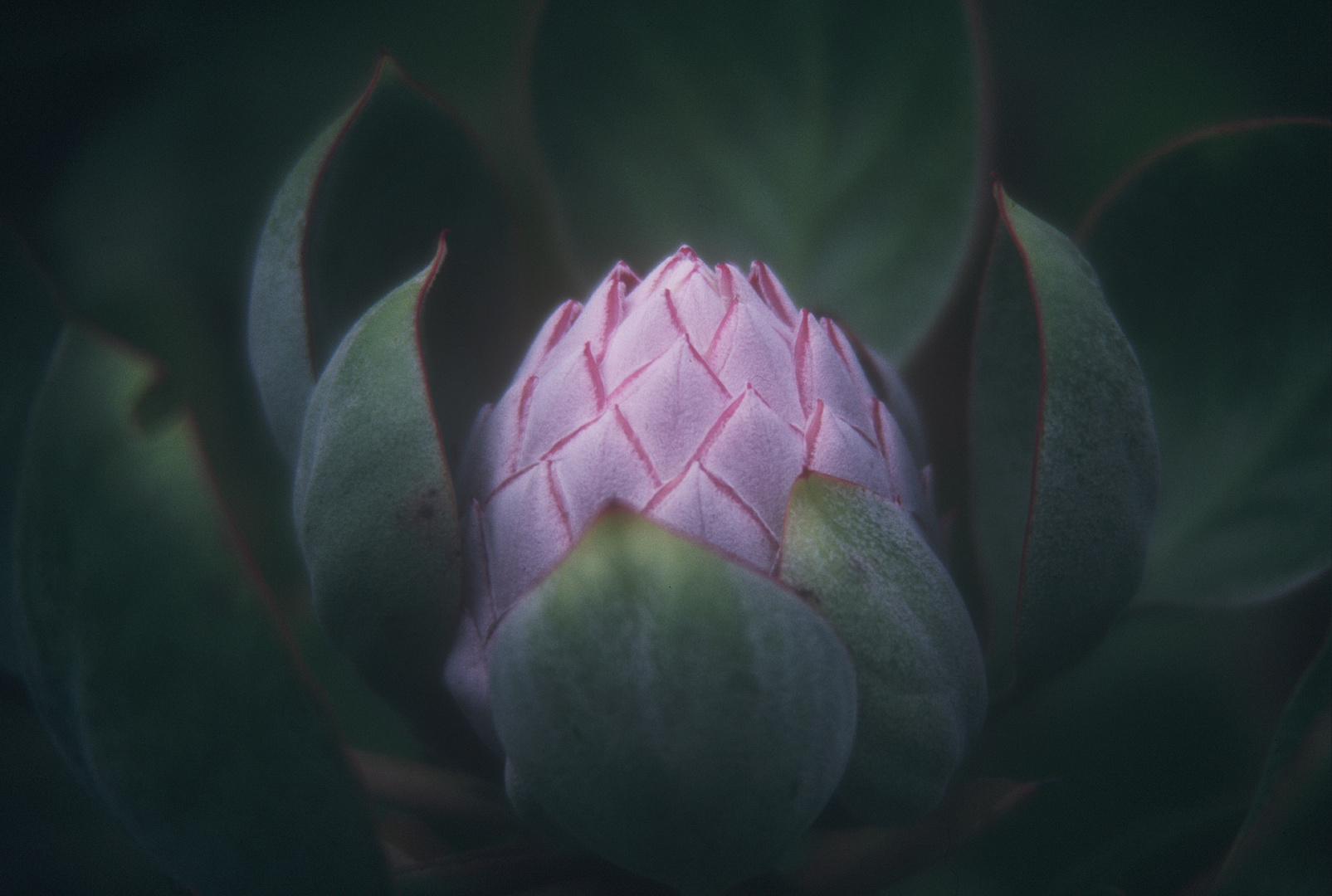 PROTEA AUF MAUI  -  HAWAI