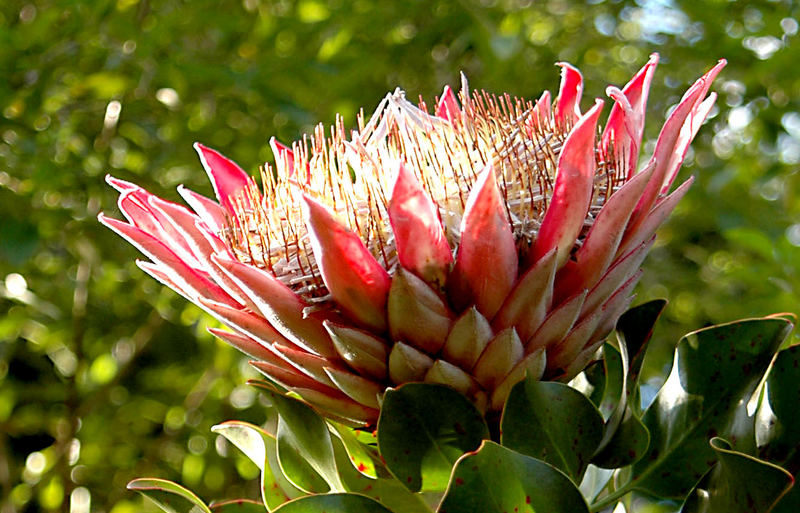 Protea (Ausschnitt)