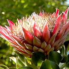 Protea (Ausschnitt)