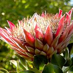 Protea (Ausschnitt)