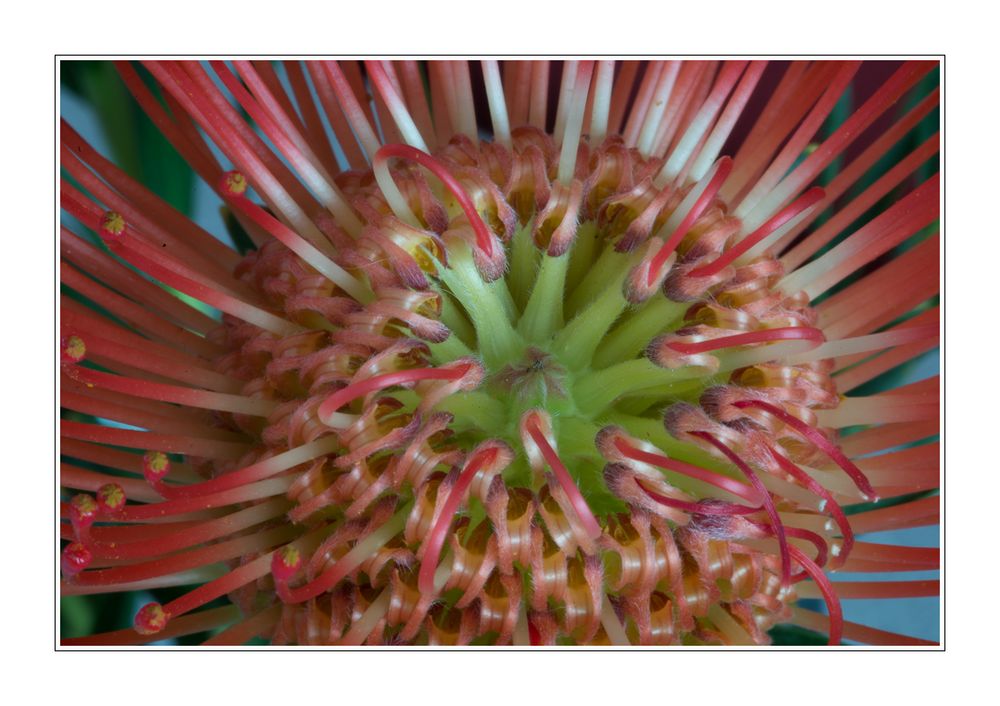 Protea