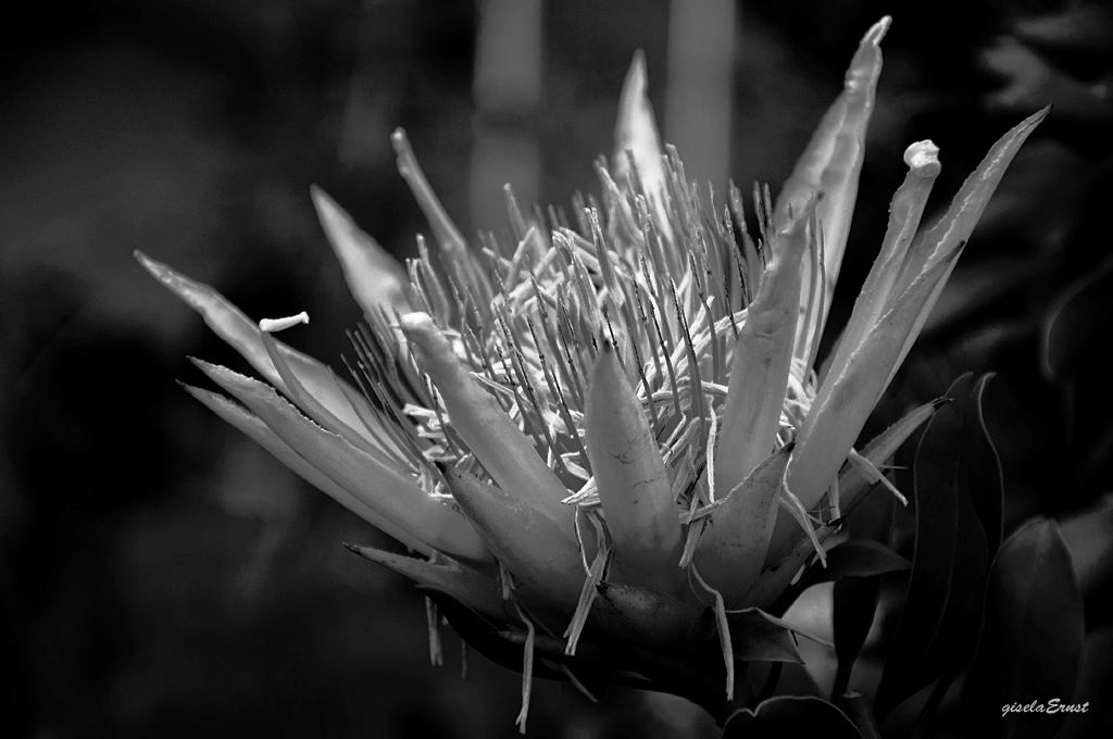 Protea