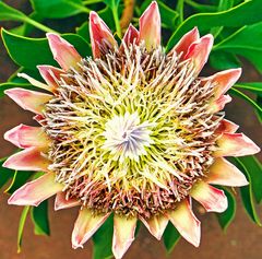 Protea