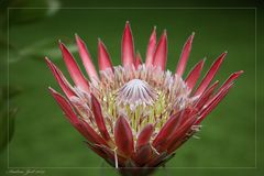 Protea