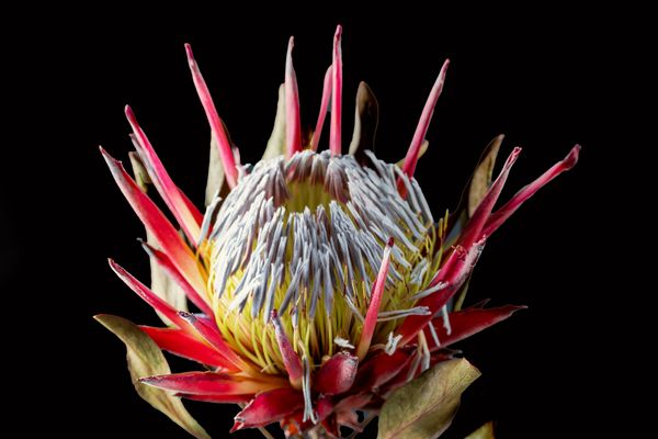 Protea