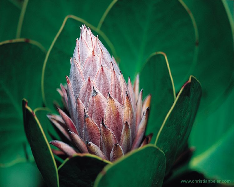 Protea bei Cape Town (Südafrika)