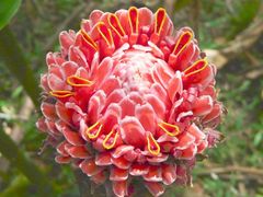 Protea-Blüte