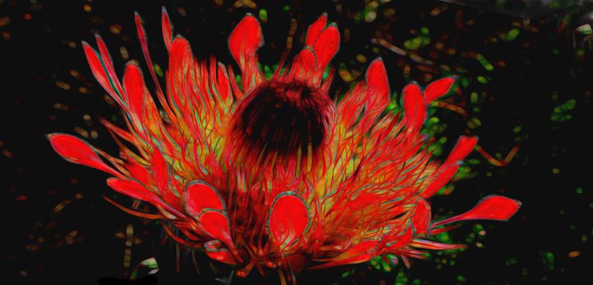 Protea Blüte