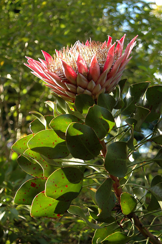 Protea - Blüte