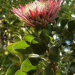 Protea - Blüte