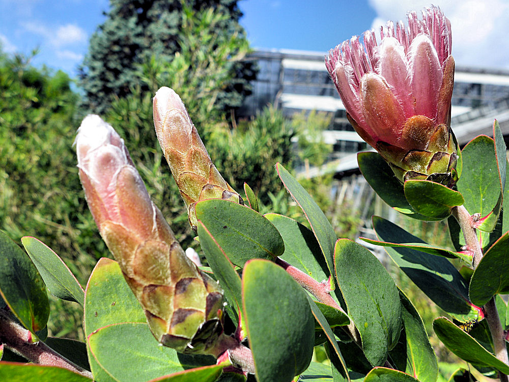 Protea Blüte und Knospen