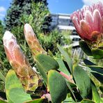 Protea Blüte und Knospen