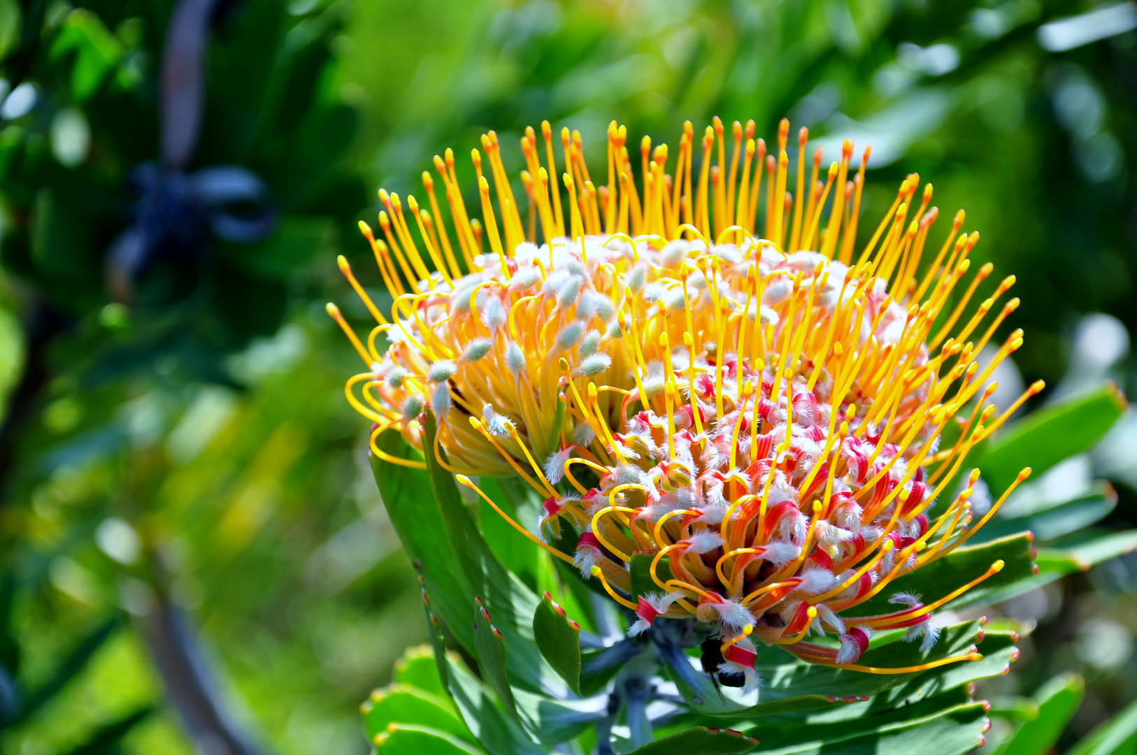 Protea-Blume