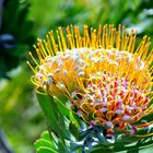 Protea-Blume