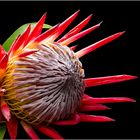 Protea