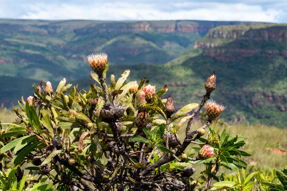 Protea