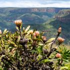 Protea