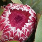 PROTEA