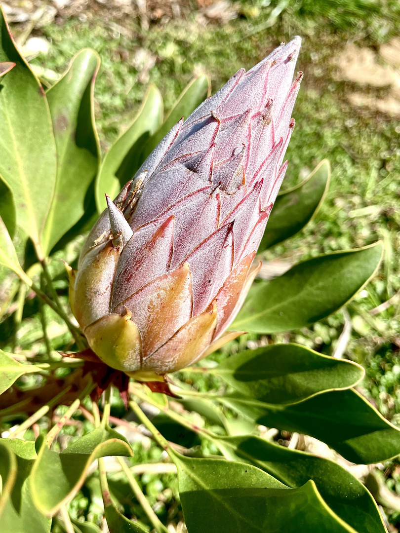 Protea