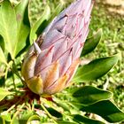 Protea