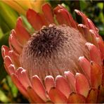 PROTEA