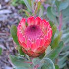 Protea Challice