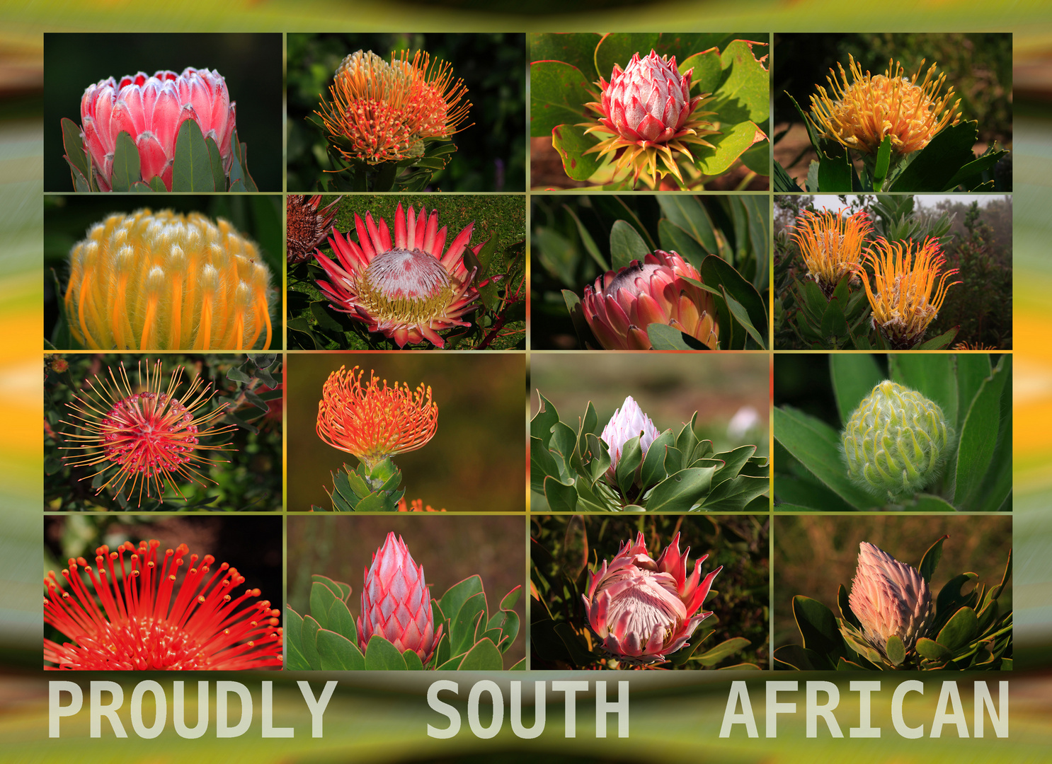 Protea Collage