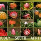 Protea Collage