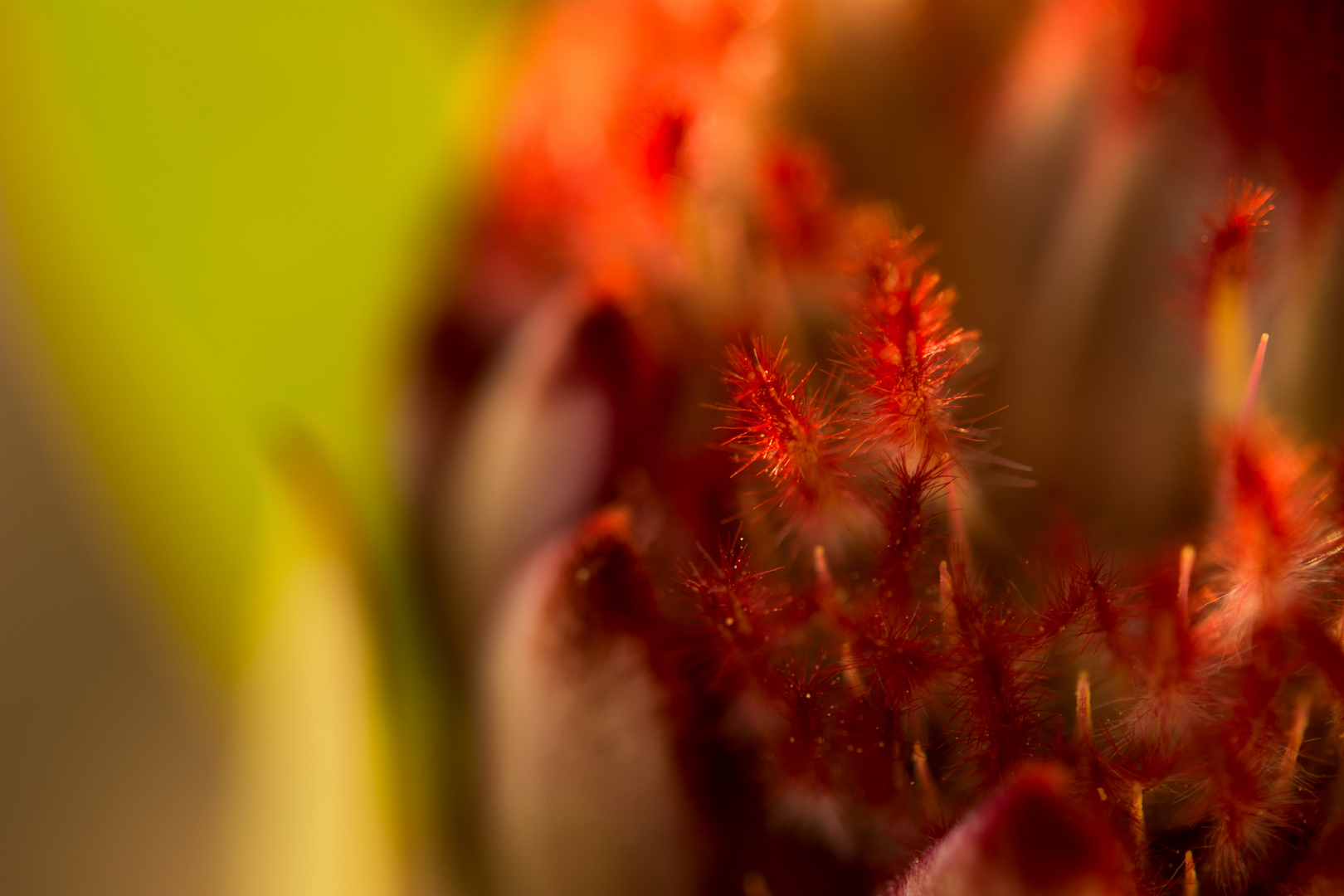 Protea cynaroides