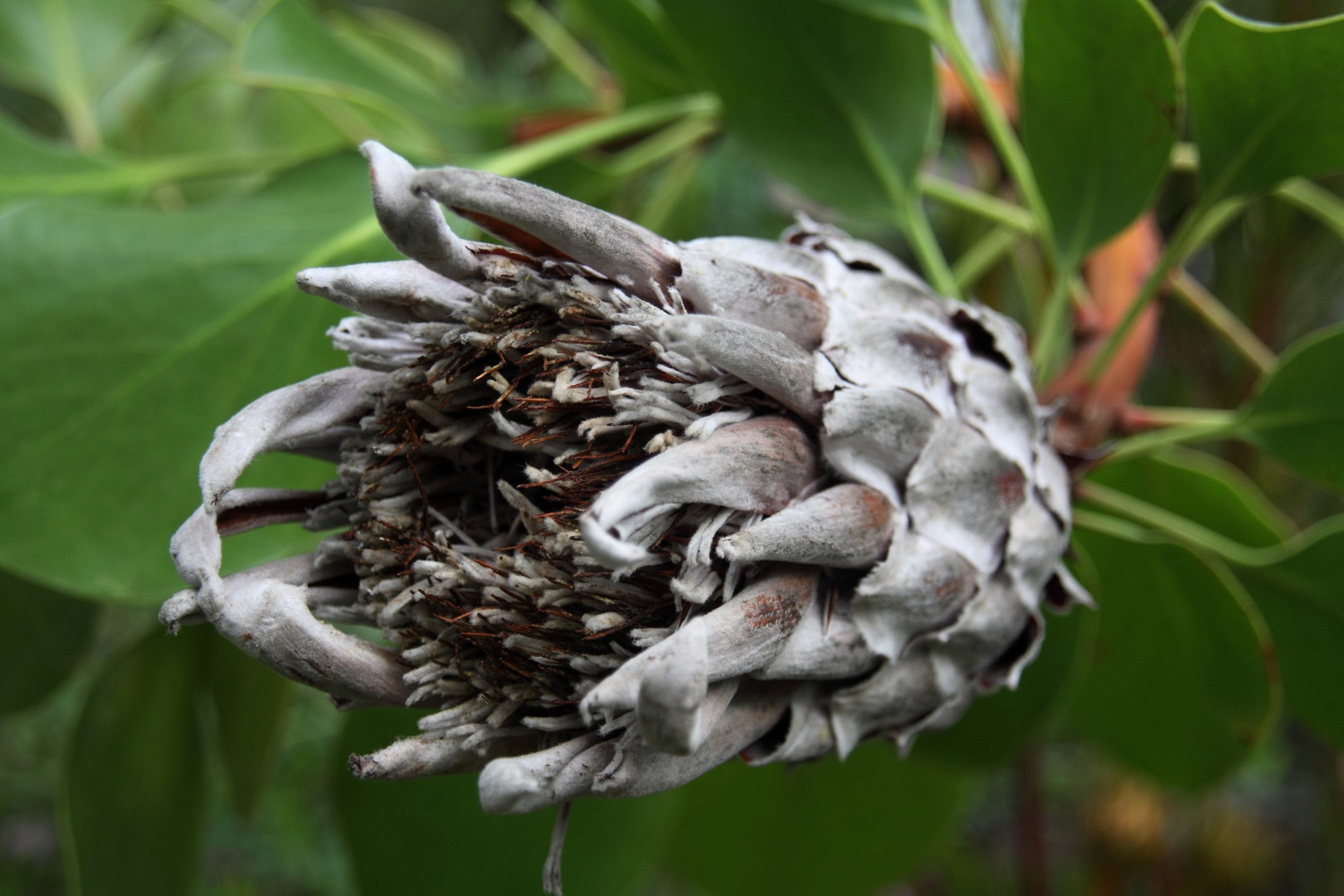 Protea cynaroides