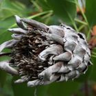 Protea cynaroides