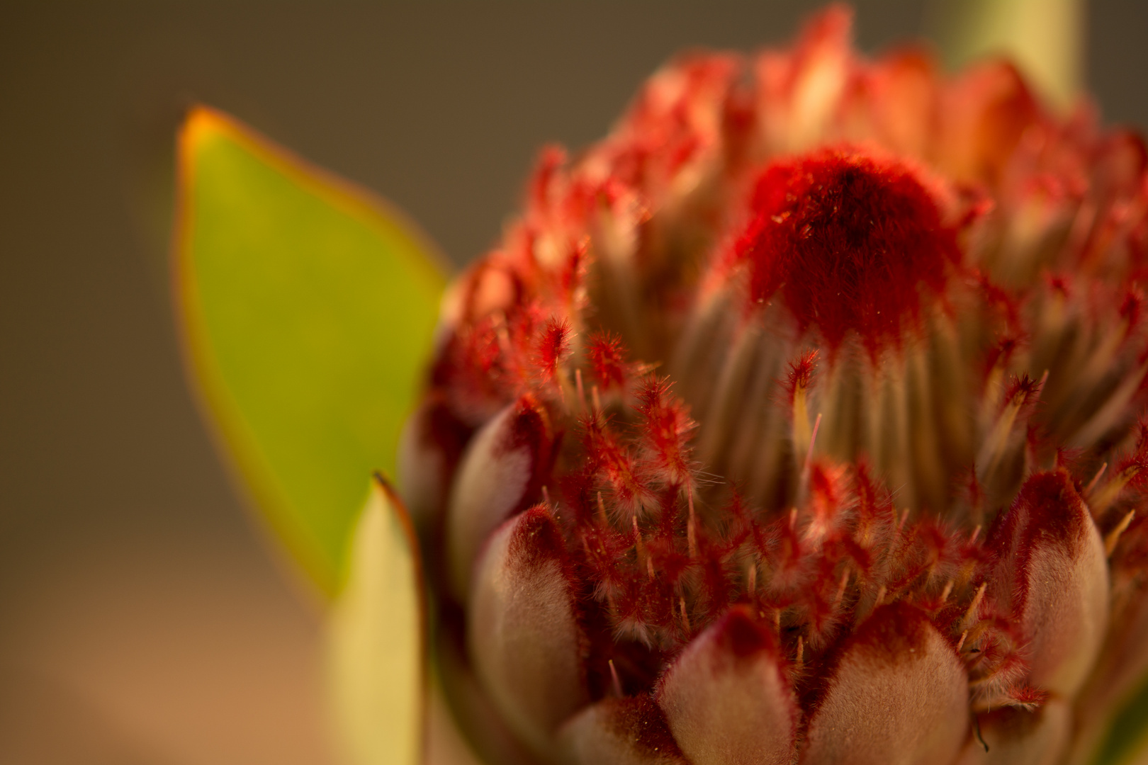 Protea cynaroides