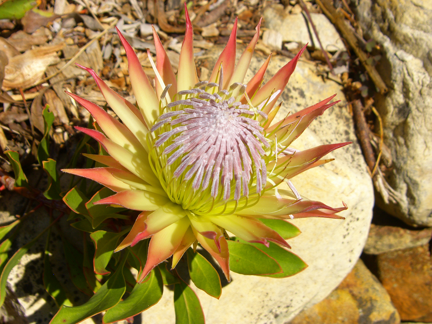 Protea cynaroides elliptica