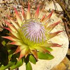 Protea cynaroides elliptica