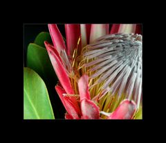 Protea