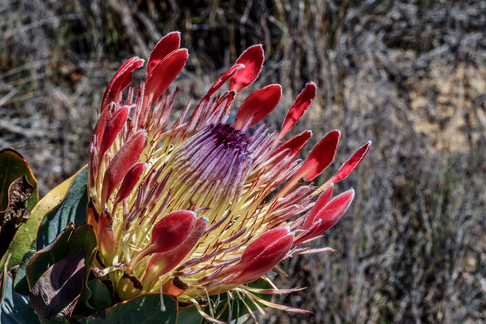 Protea