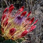 Protea