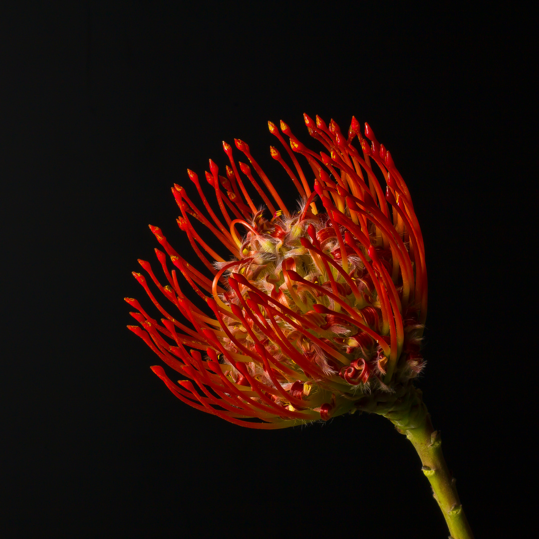 Protea